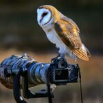 Best Lenses To Do Wildlife Photoshoot