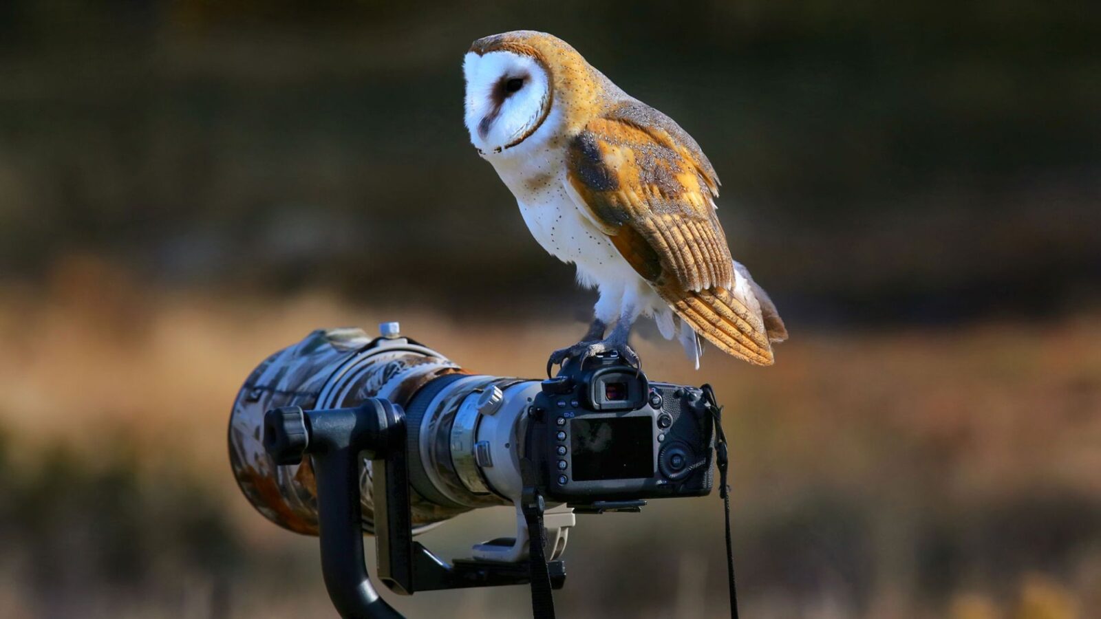 Best Lenses To Do Wildlife Photoshoot