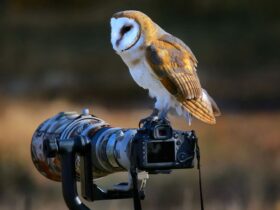 Best Lenses To Do Wildlife Photoshoot