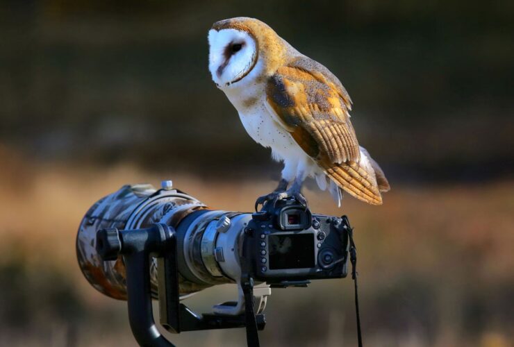 Best Lenses To Do Wildlife Photoshoot