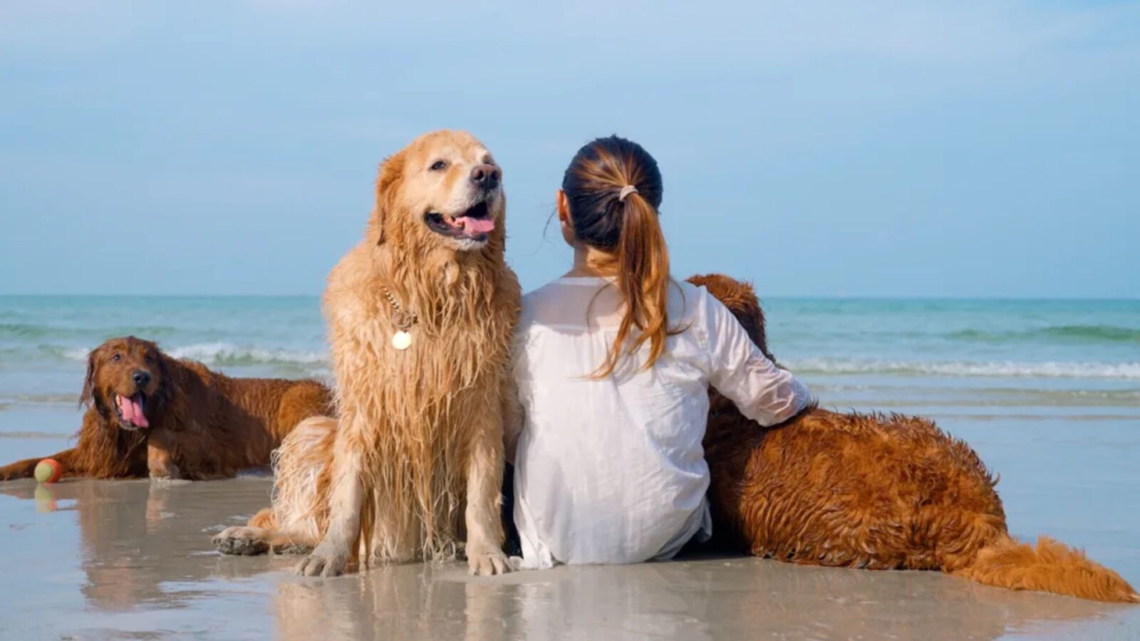 Dog-Friendly Vacation Locations