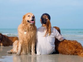 Dog-Friendly Vacation Locations